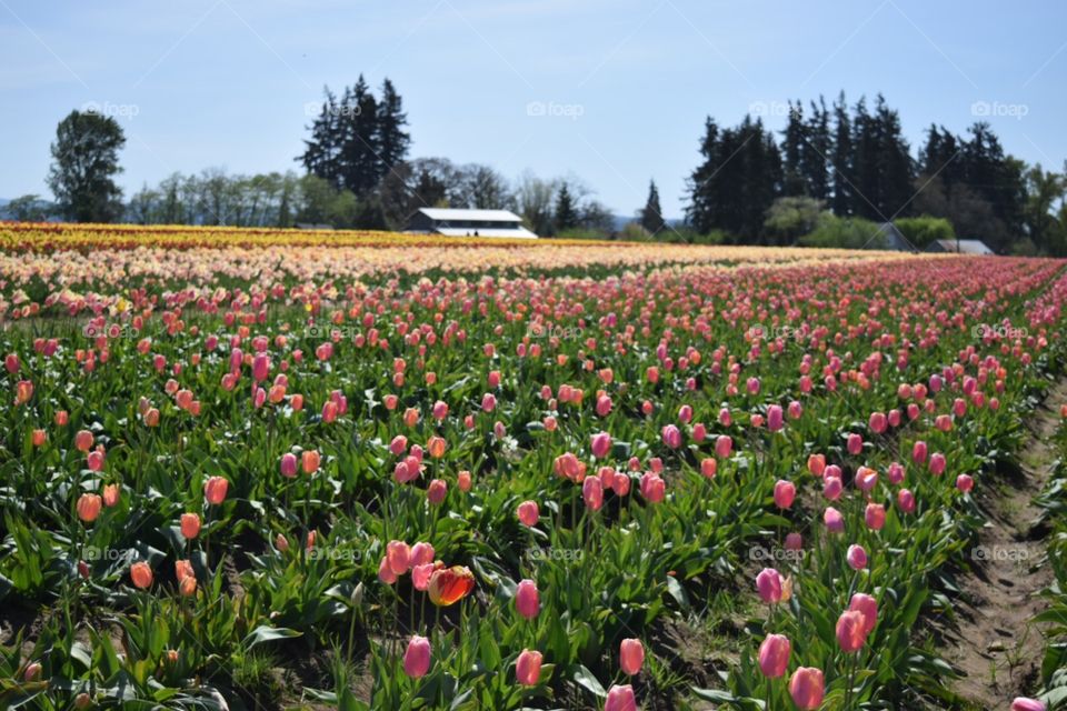 A field of tulips at the wooden show tulip festival in woodburn, or. Spring 2018. 