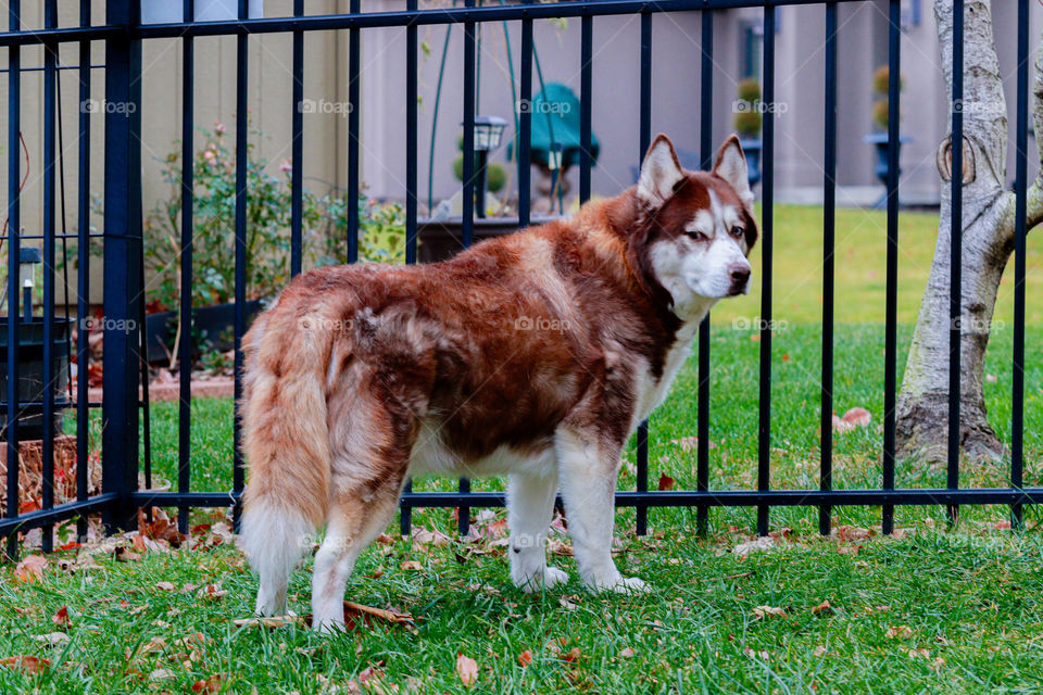 Husky at the fence