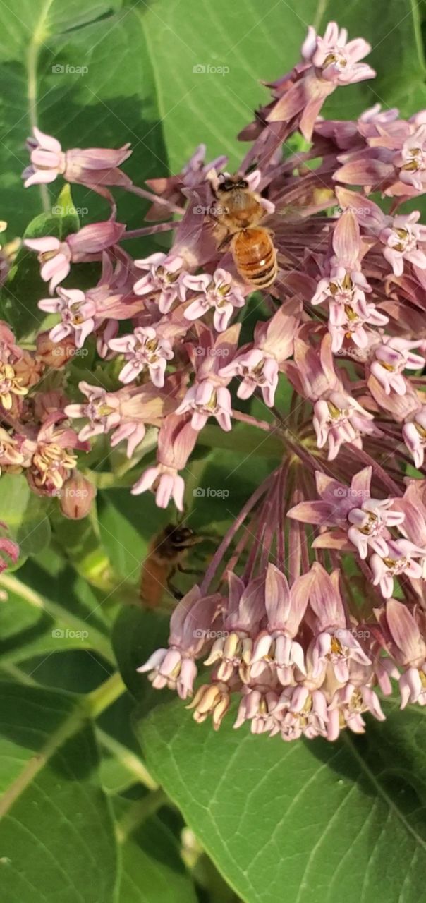 bee