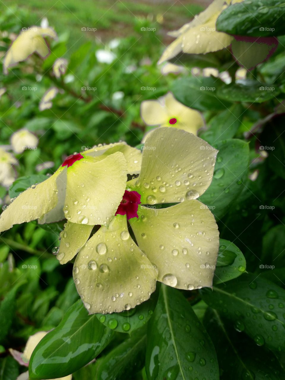 the evergreen flower with drops