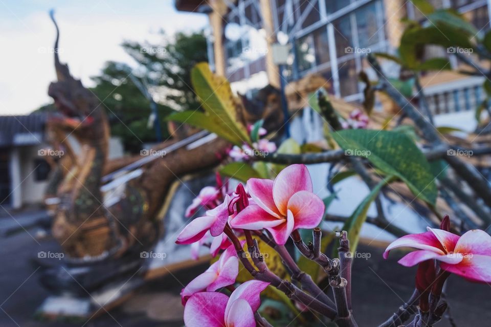 Pink frangipani and temple dragons in Chiang Mai, Thailand 