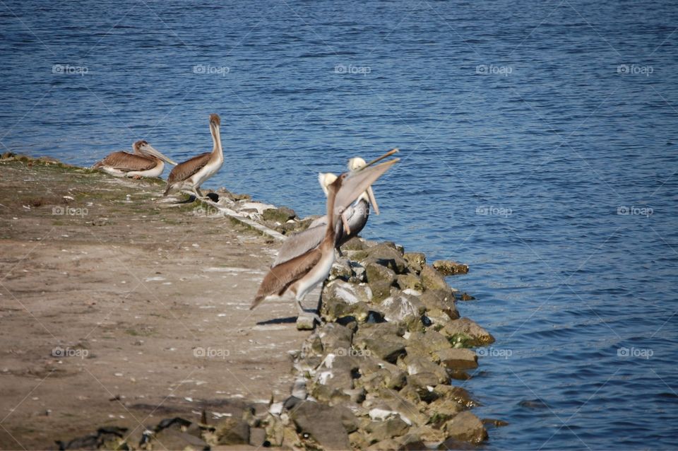 Pelicans at the water’s edge