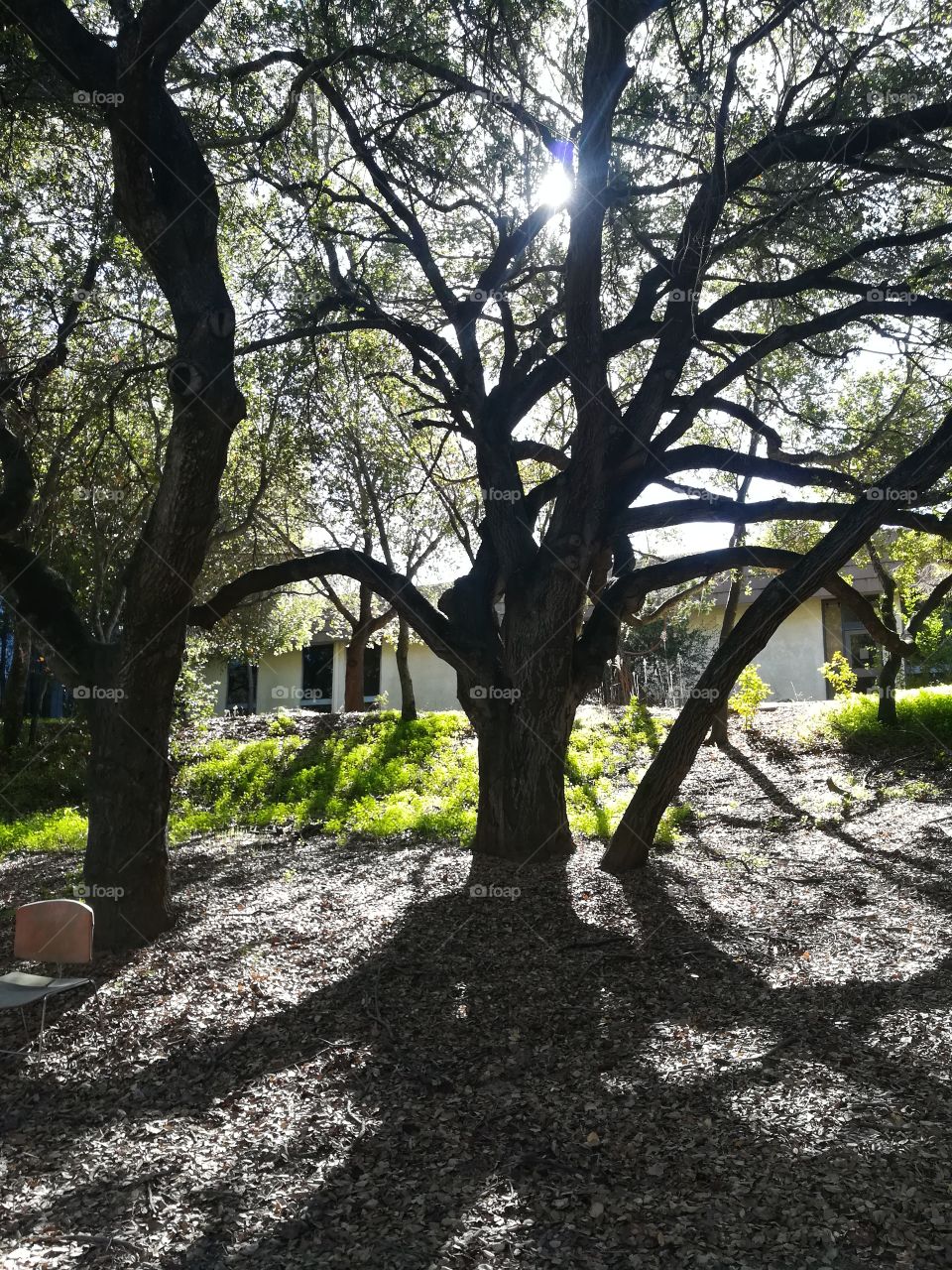 Sunlight through a large tree