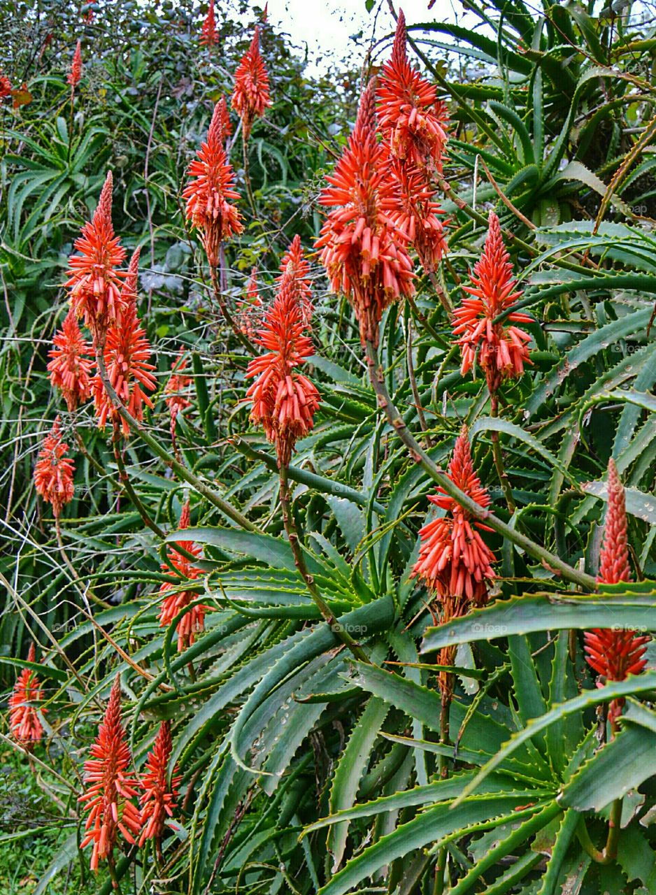 Kniphofia, aka winter cheer, torch lily or red hot poker. Kniphofia, aka winter cheer, torch lily or red hot poker