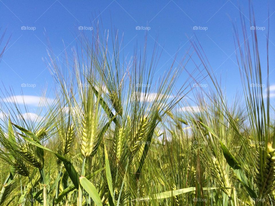 Cereal plant growing at outdoors