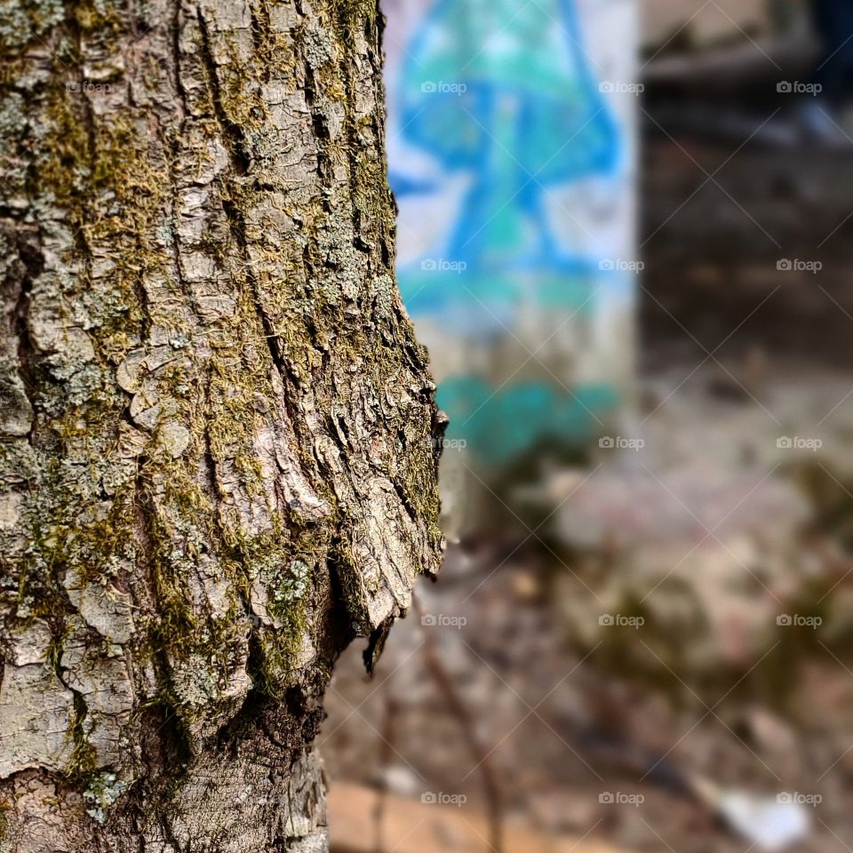 graffiti and tree at abandoned ruins