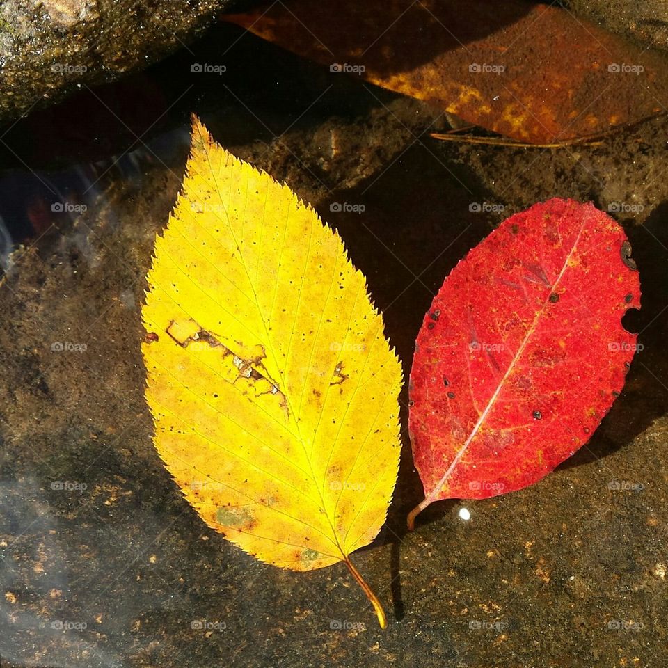 Appalachian Autumn