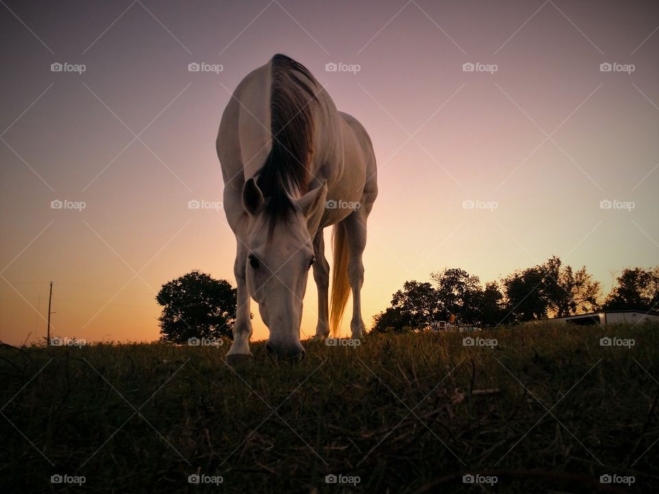 Horse grazing on grassy field at farm in the evening
