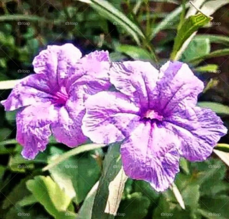most beautiful and attractive flowers in the garden.