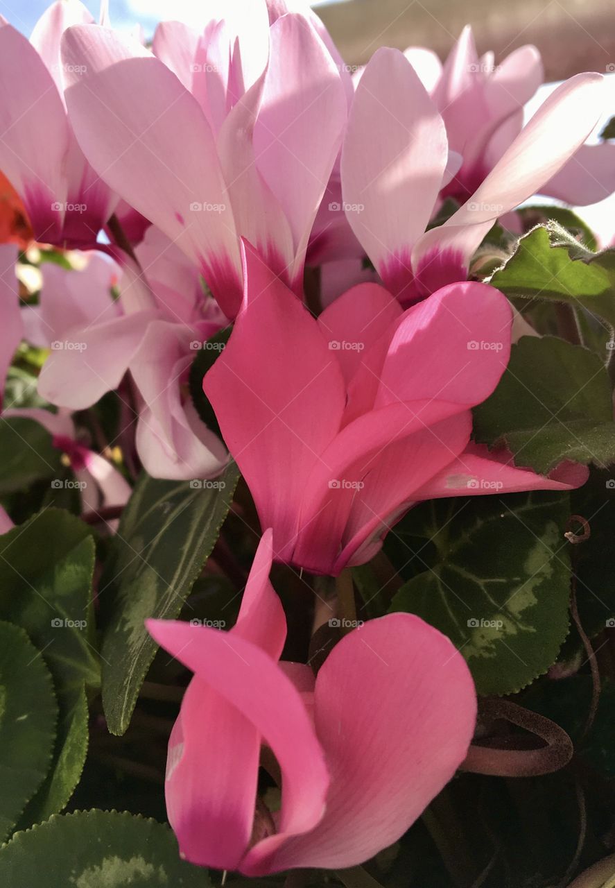 Twin shades of pink cyclamen 
