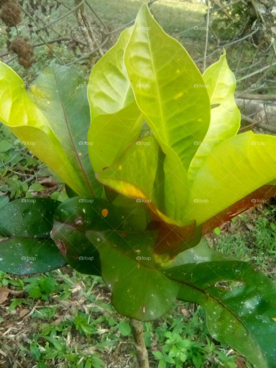 so Tell me how that doesn't like beautiful flowers the flower make your  house looks very interesting