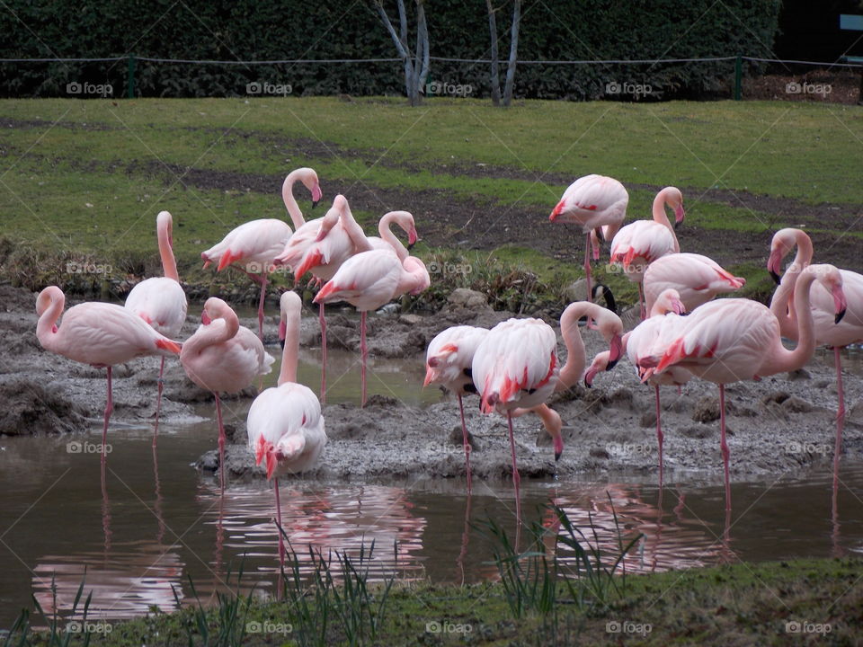 flamingos