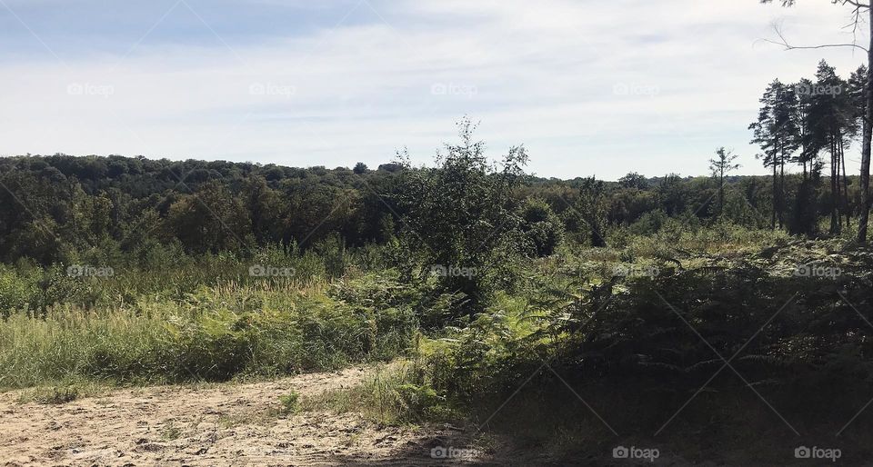 Forest background and recent modern surface