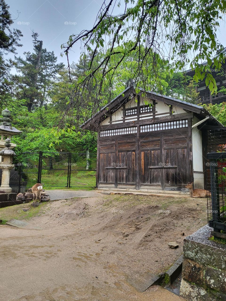 As calm as the deer 🦌