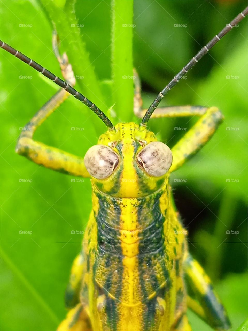 The big eyes of the grasshopper.