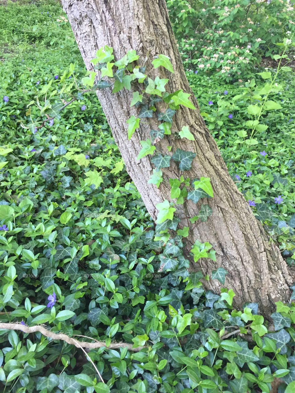 Interesting tree entwined in ivy