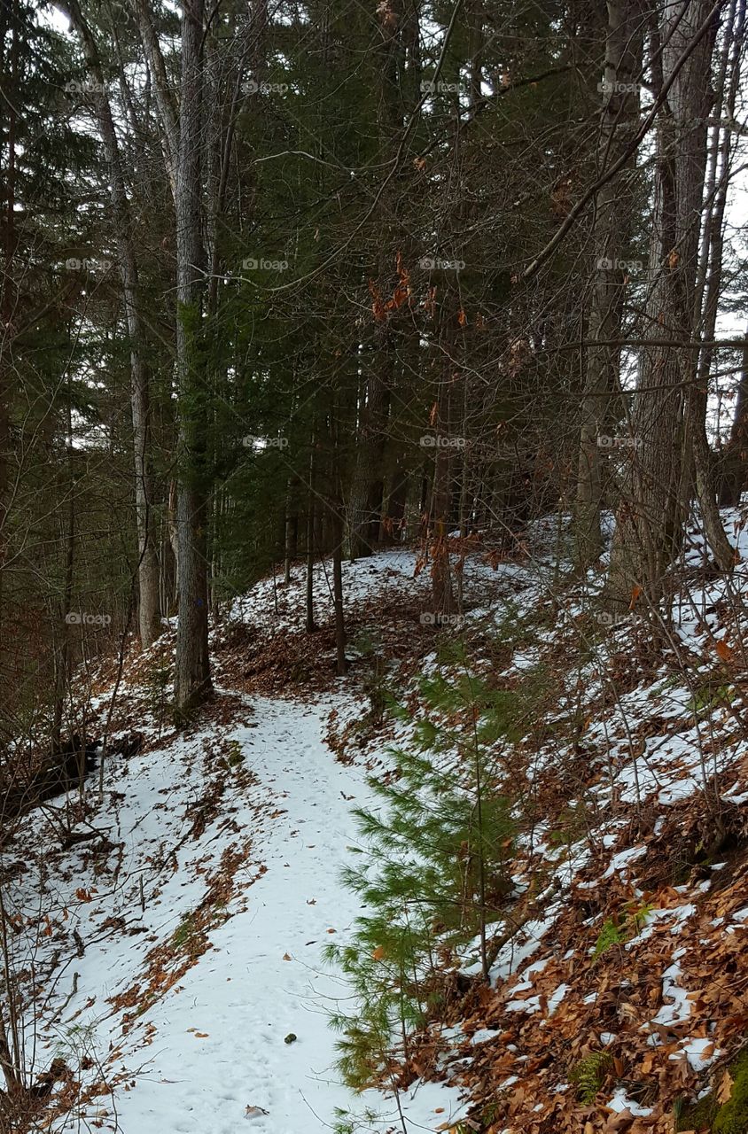 snowy path