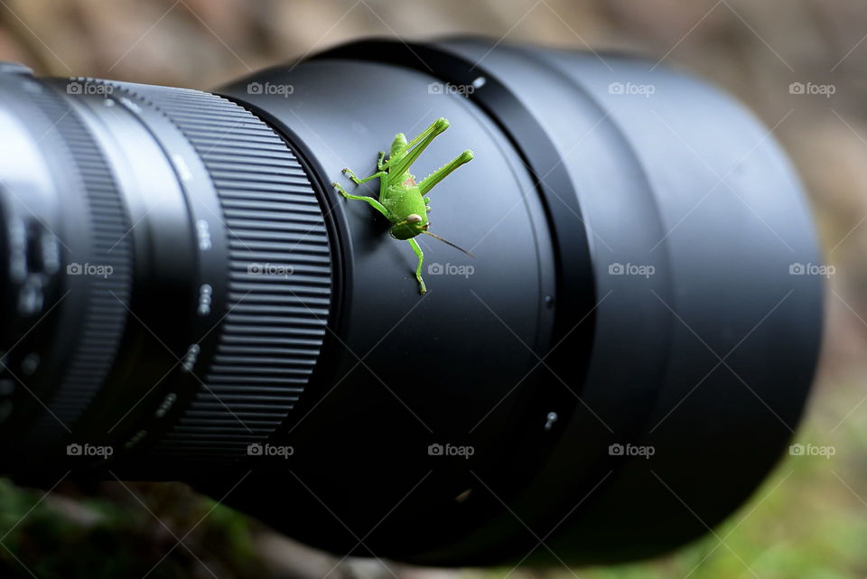 grashopper on camera lens