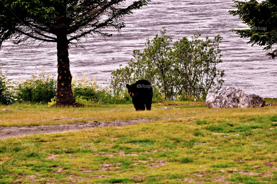 Juneau brown bear