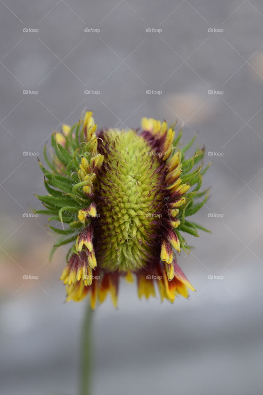 Hamburger flower 😊