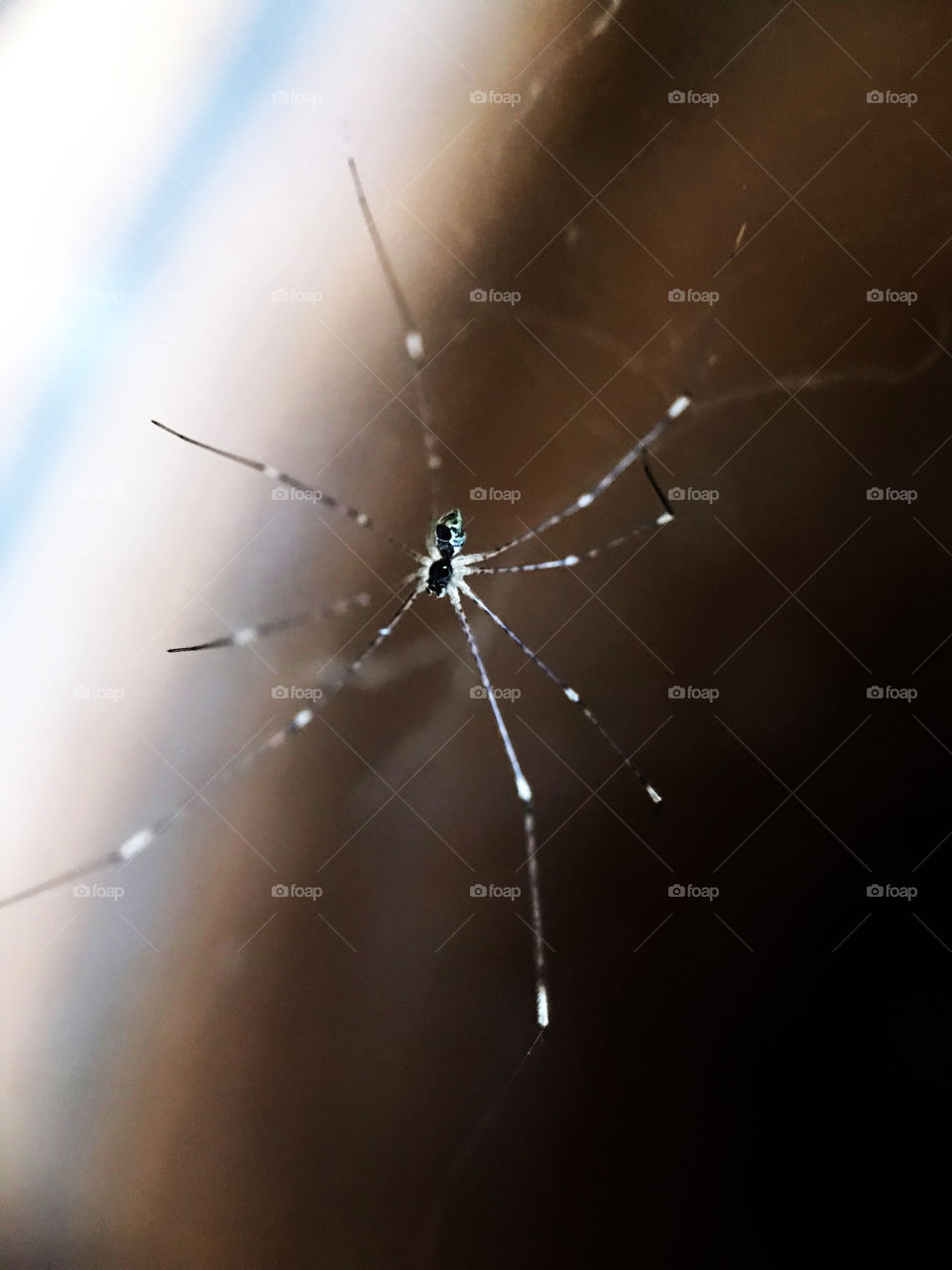 If you think this is glazing cracked, please think twice because this is a spider in garden decorative pot of my house !