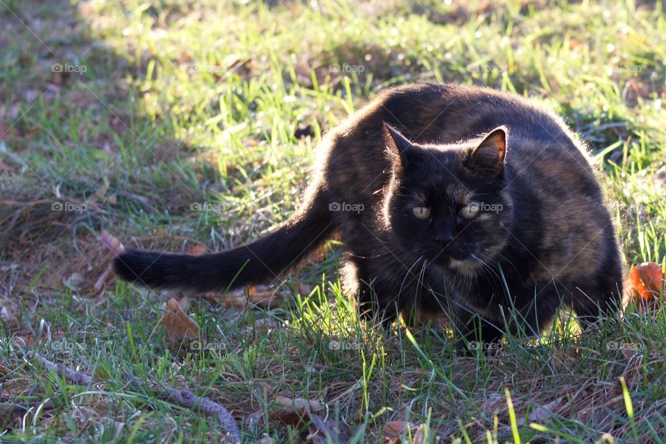 A tortoise shell cat, watchful of her surroundings