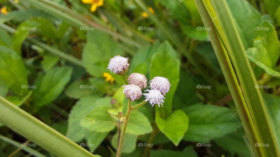 small flowers