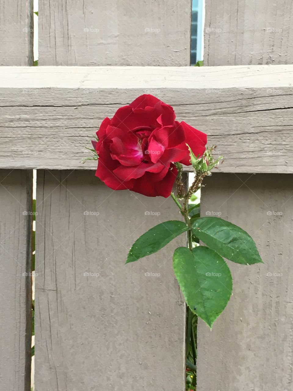 Rose growing through the crack
