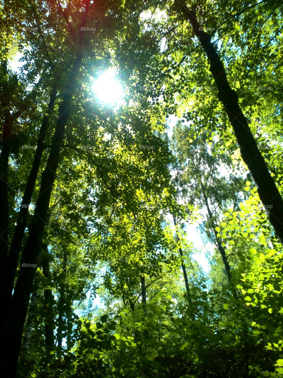 green summer leaves in the park