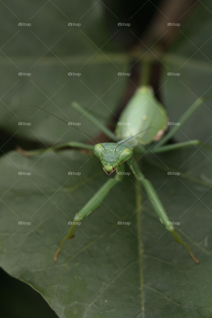 Green - a mantis blends in with its leafy surroundings, staring at the camera