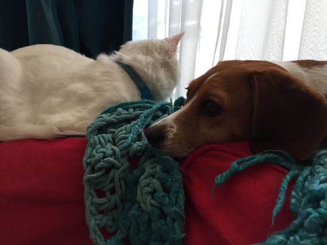 Layla and Merlin 