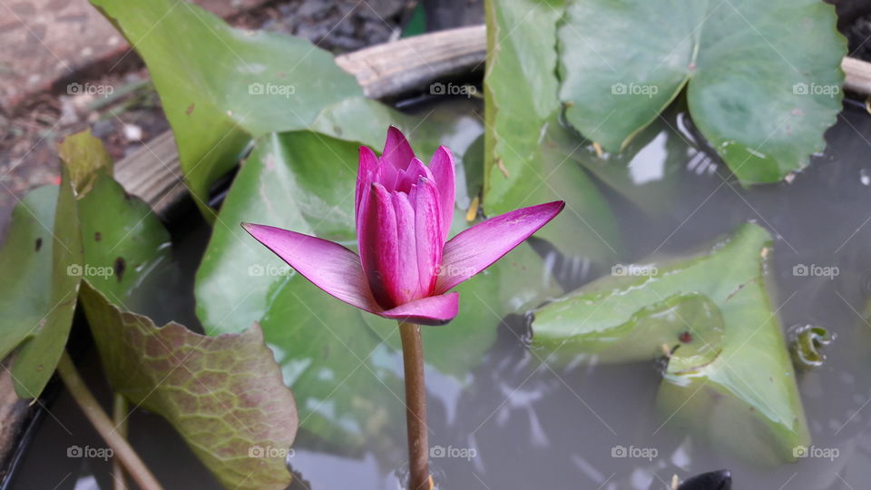 a beautiful lotus flower