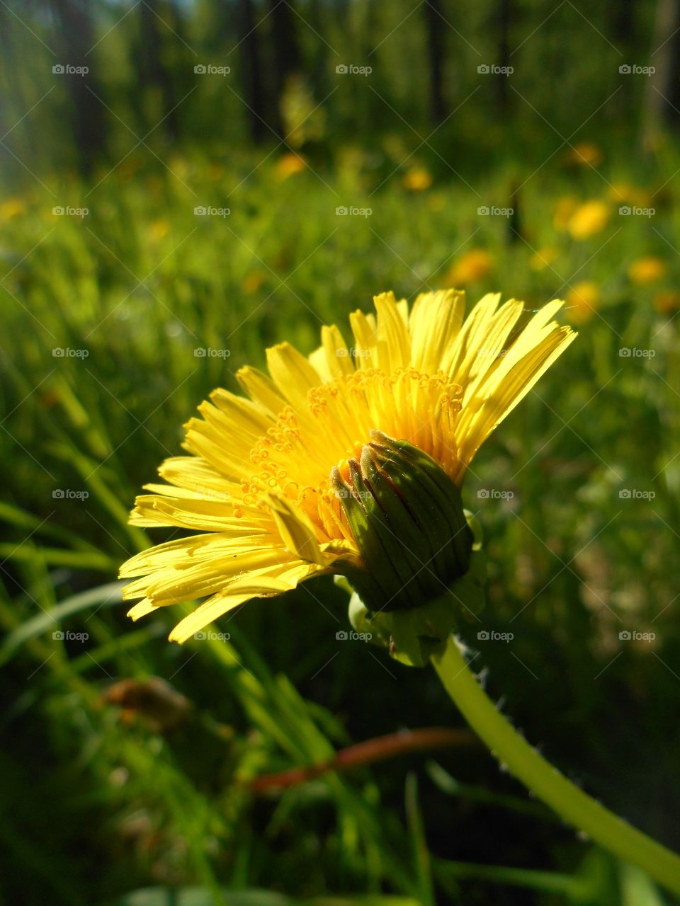 dandelion