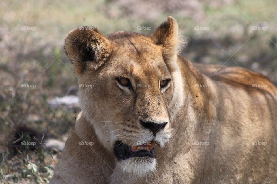 Lioness resting after hunt