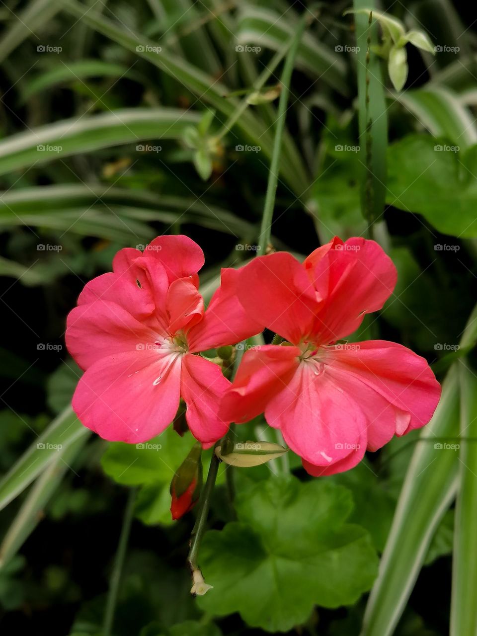Geraniums in bloom