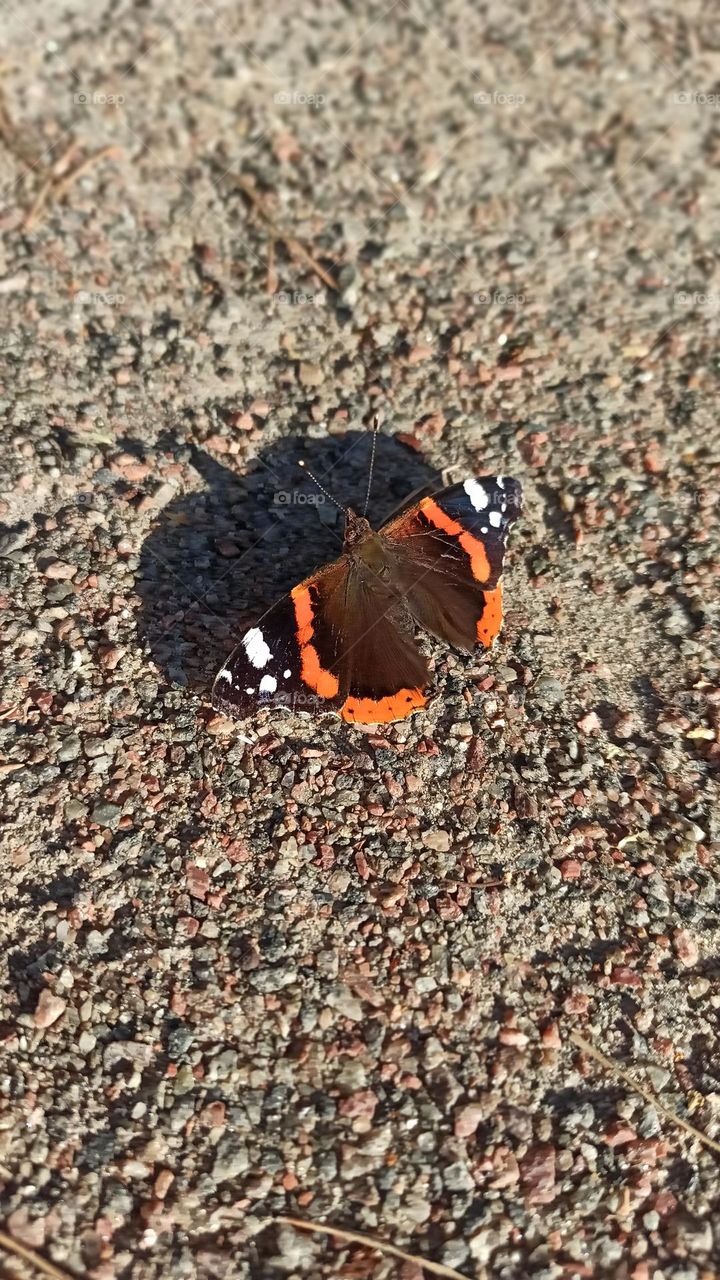 butterfly on the ground