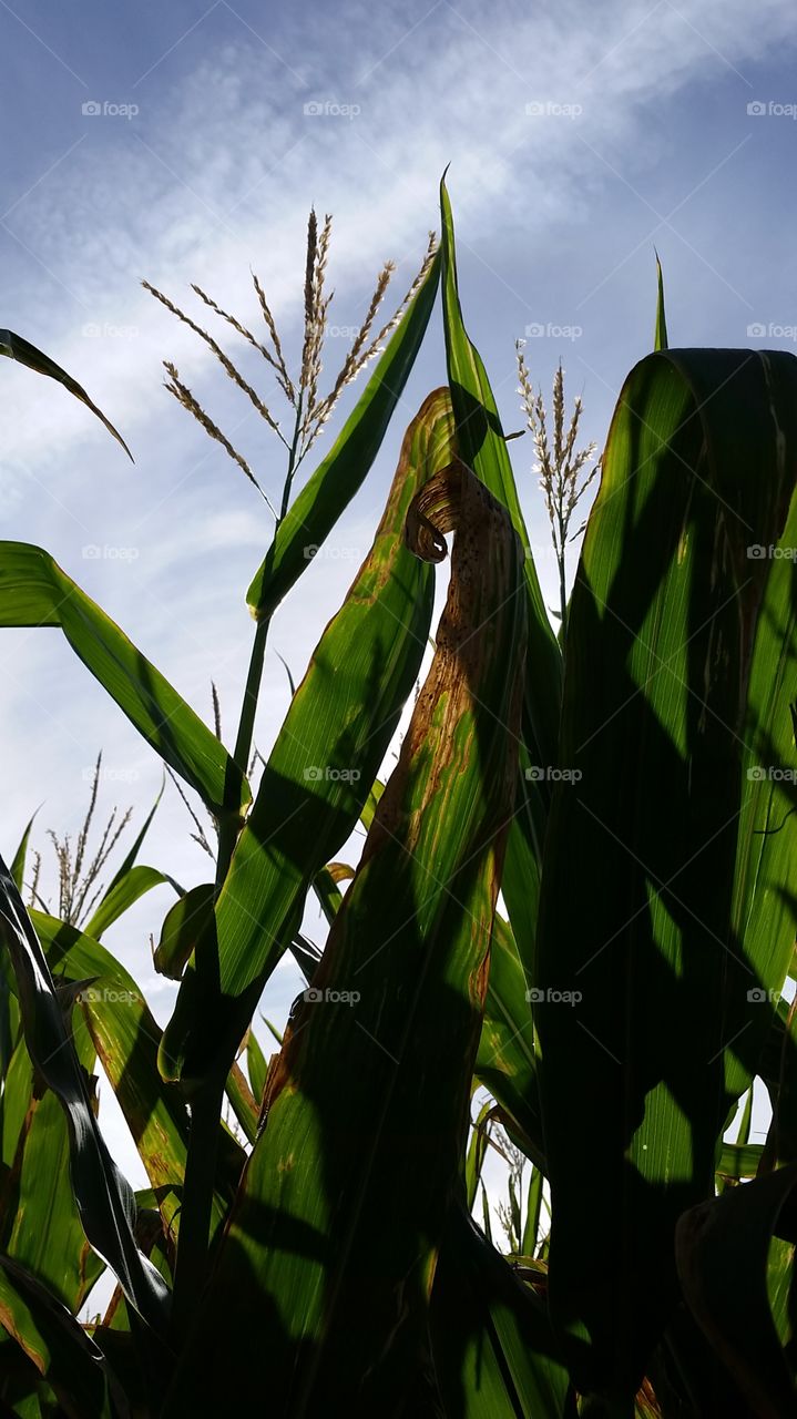 Close-up of corn crop