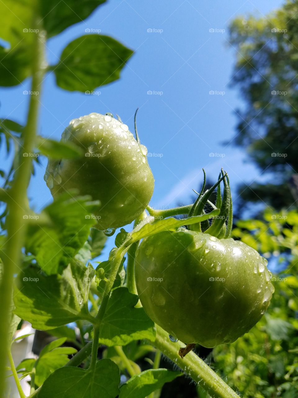 Tomatoes green on vine in sunshine against blue sky will ripen quickly.