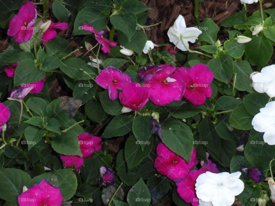 Impatiens - pink and white flowers