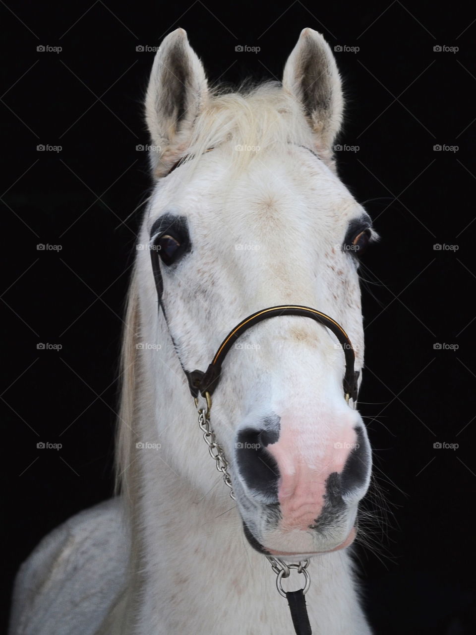 Portrait of a horse