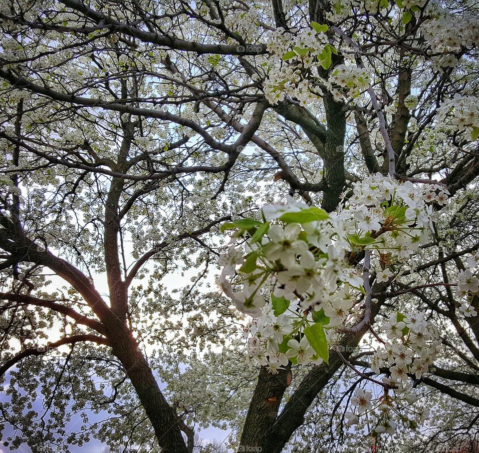 White Cherry Blossom