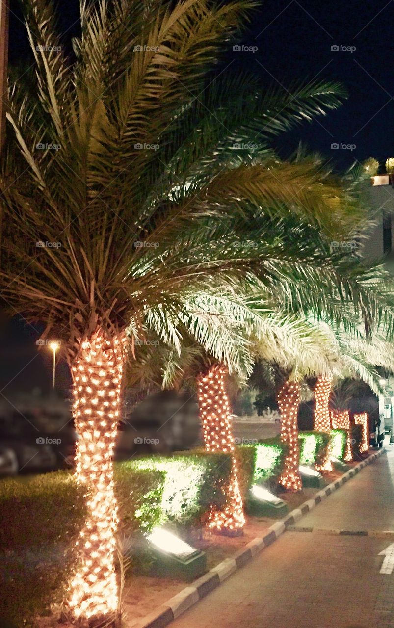 Palm trees illuminated 