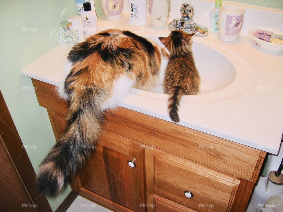 One large long haired calico cat and one baby tabby kitten being silly drinking water from faucet standing in sink!! 