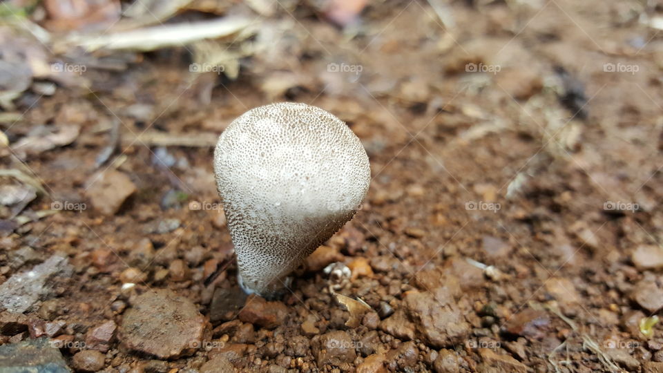 I really like this mushroom, because it has the form of a map pointer, as pointing my arrive place.