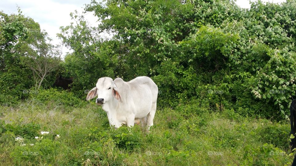 Brahman bull in Texas