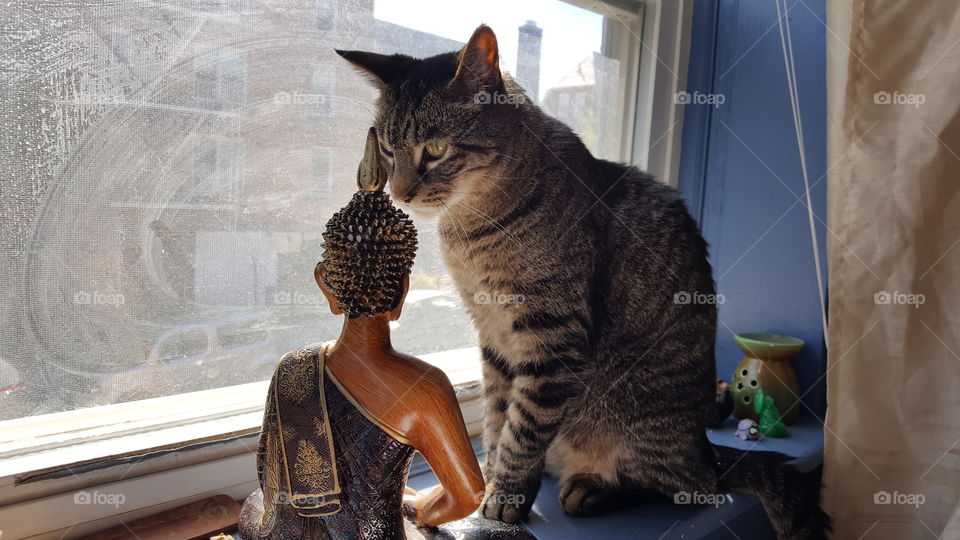 Dharma Kitty