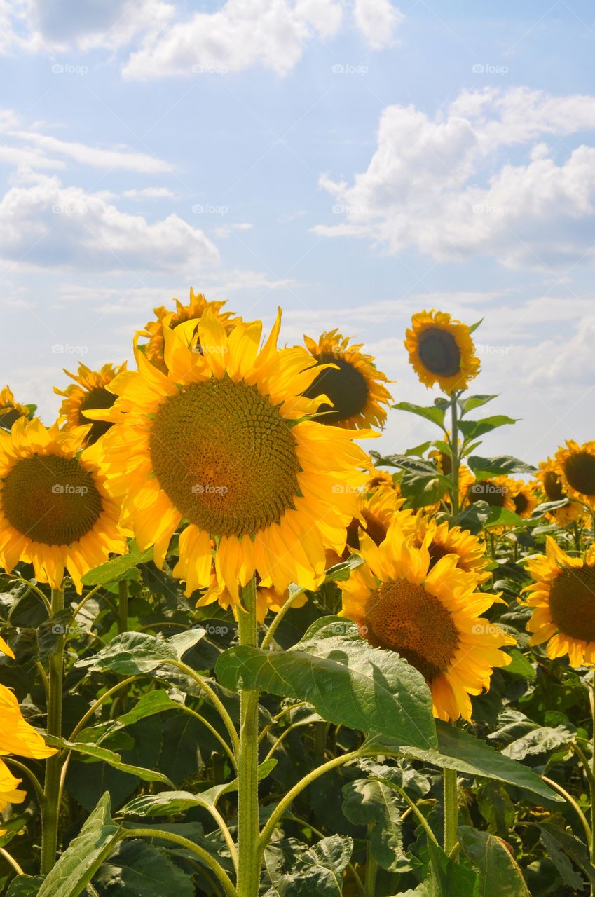 sunflowers in the fields of ukraine