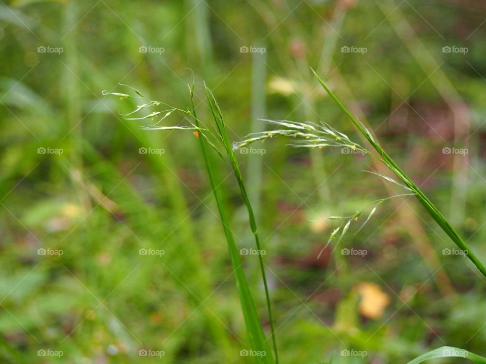 Grass