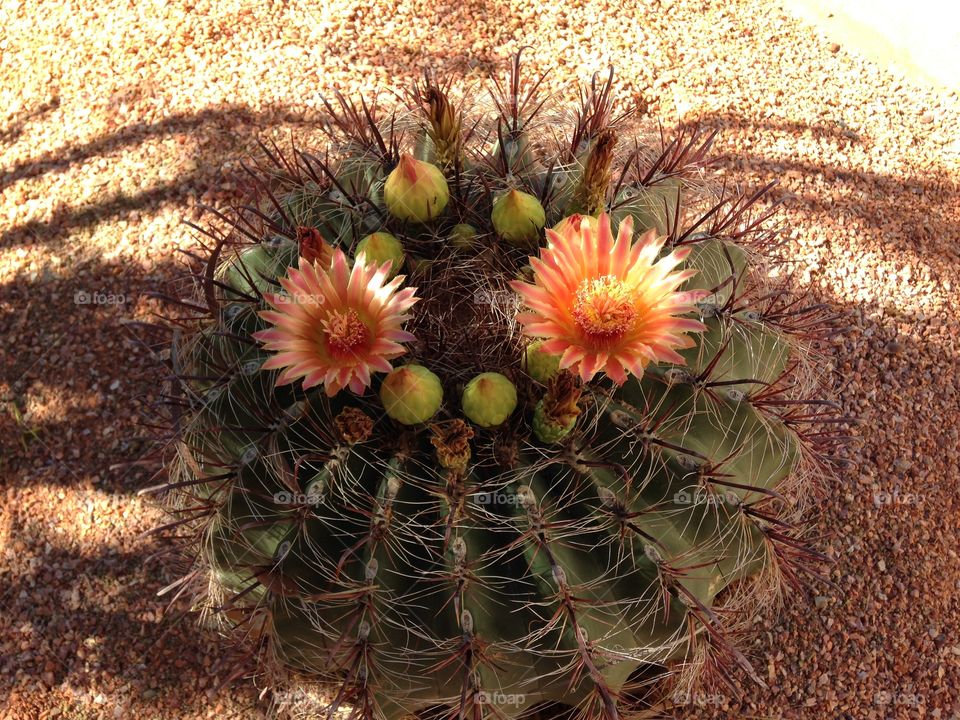 Blooming cactus