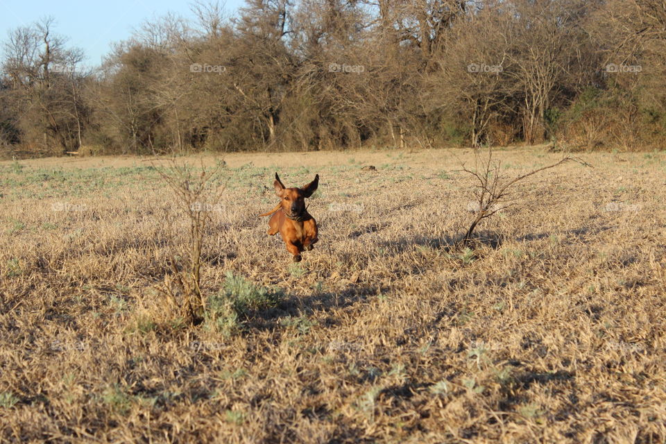 dog running and jumping